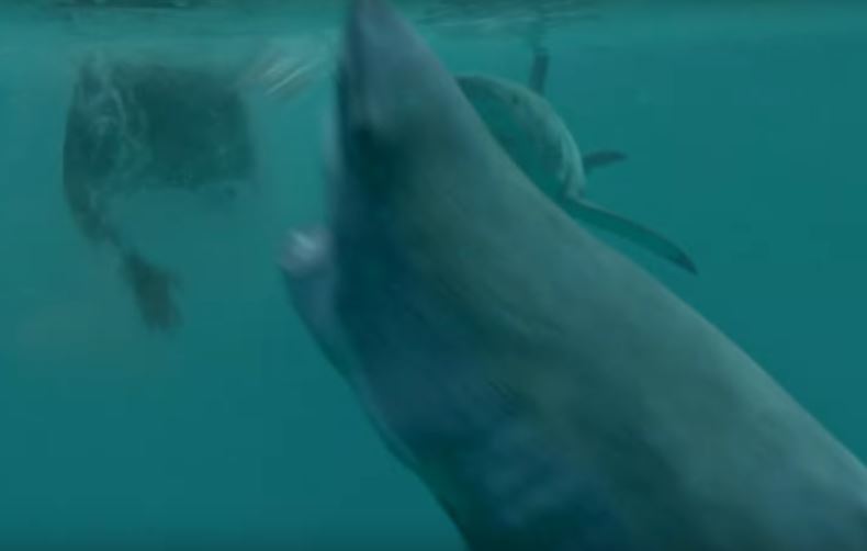 Shark Terror