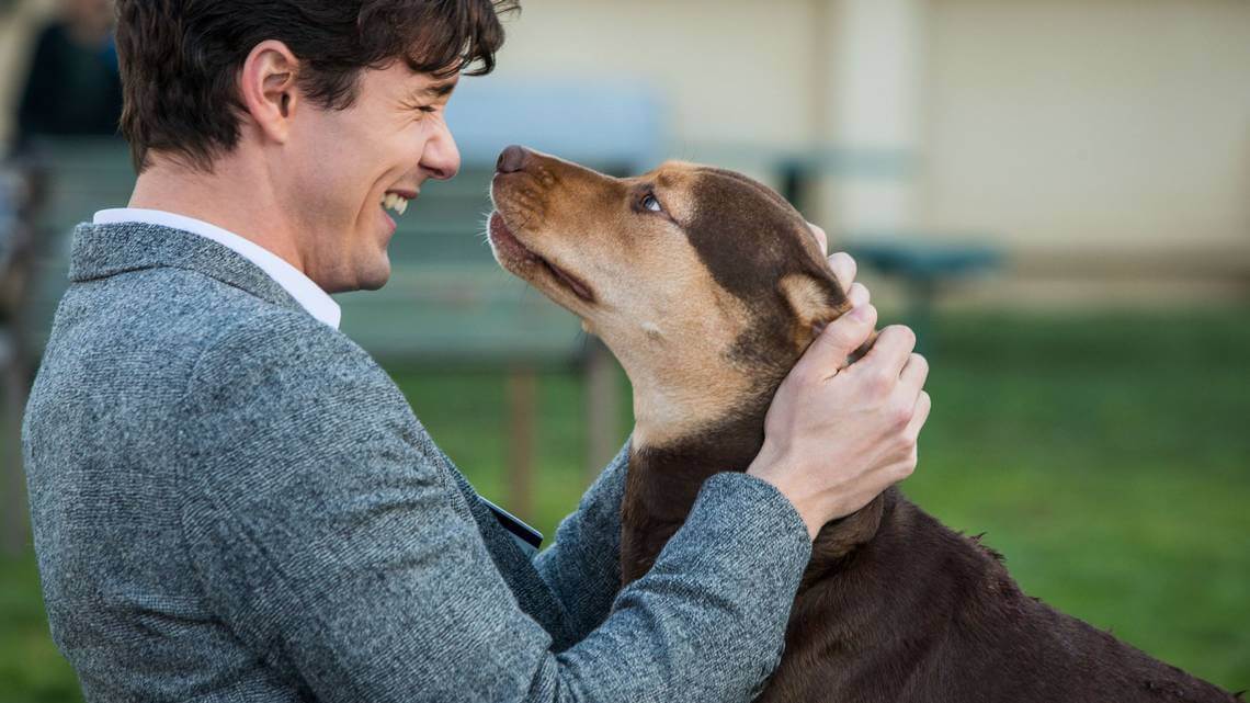 phim Đường Về Nhà Của Cún Con (A Dog's Way Home)