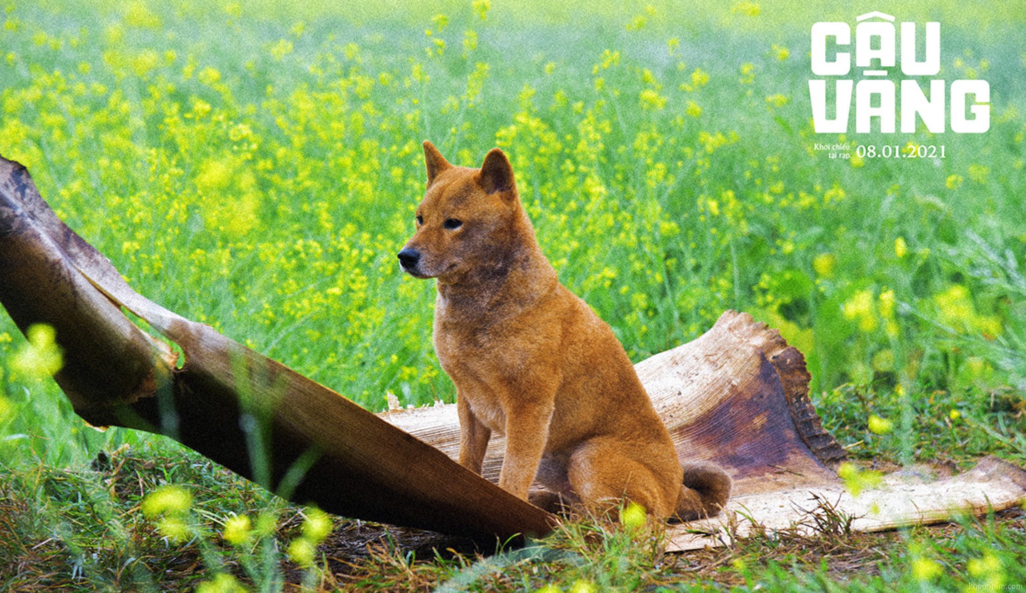 Còn đây là Cậu Vàng