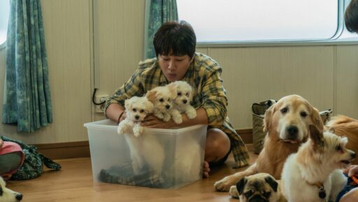 Banner bài review phim Tìm Nhà Cho Boss